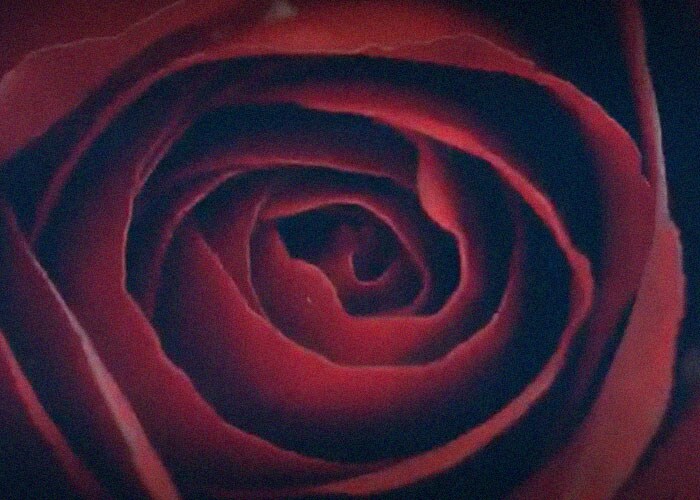 Rain drop on rose flower