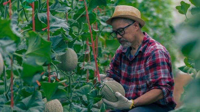 Pumpkin Farmer