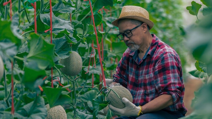 Pumpkin Farmer