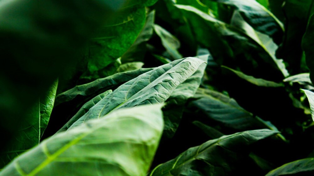 Sustainability insights