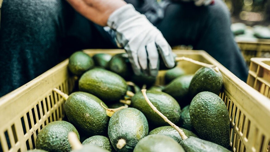 A man in a cold chain logistics supply chain processes avocado fruits