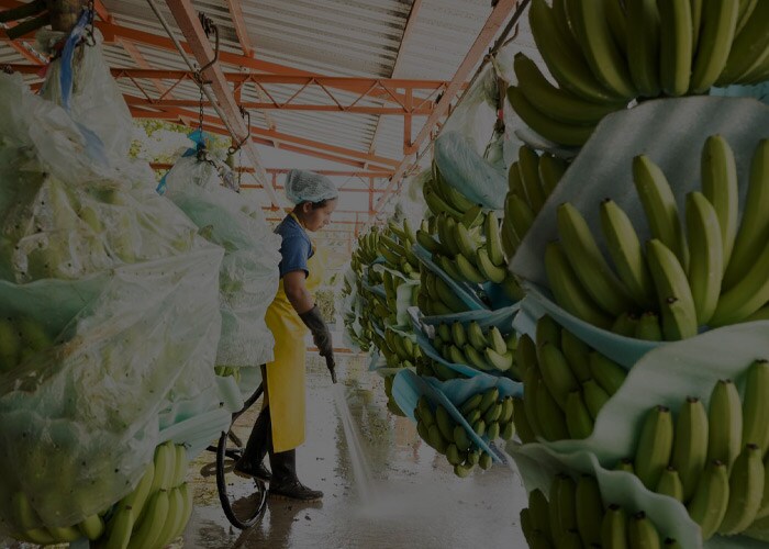 Logistics solutions for Donatella – A banana worker handling raw bananas in a facility.