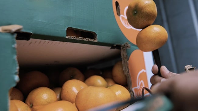 A person holding orange fruits