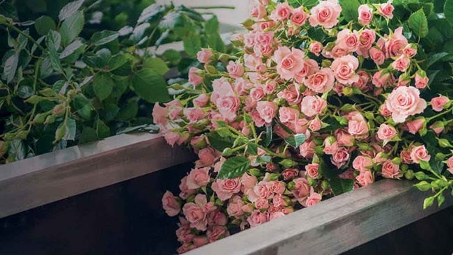 Ocean transport of Sian Flower’s produce