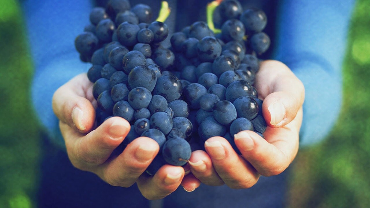 Close up shot of grapes holding in hands
