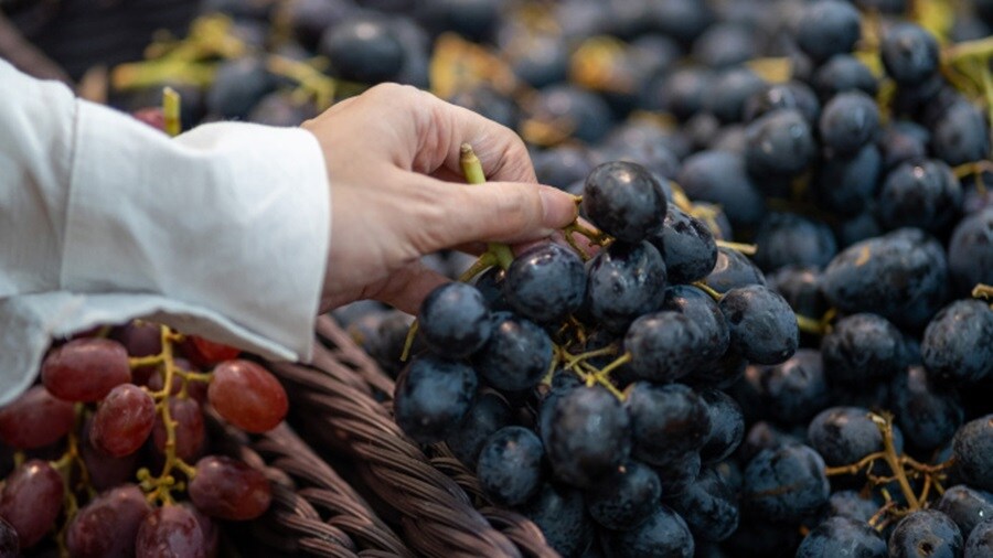 Mulher colhendo uvas