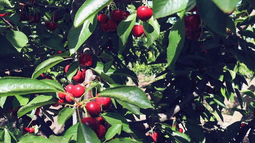 Cherries tree