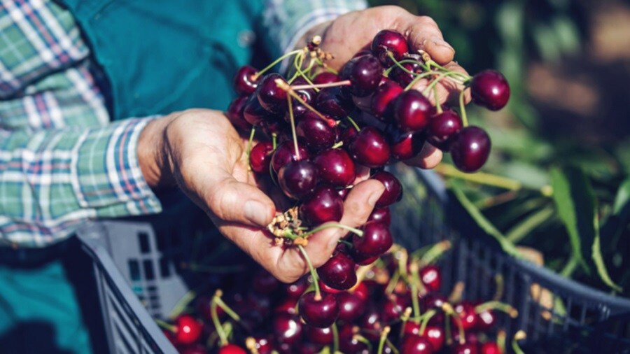 Picture of cherries