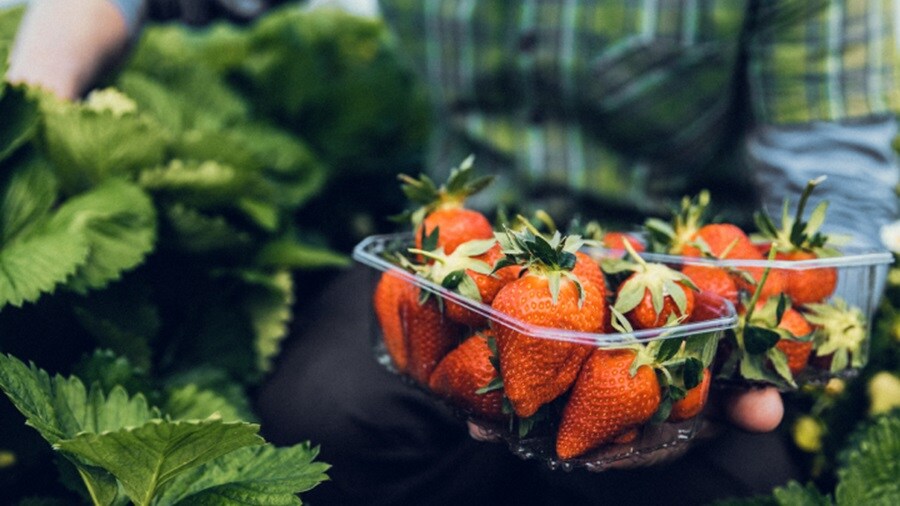 Picture of strawberries
