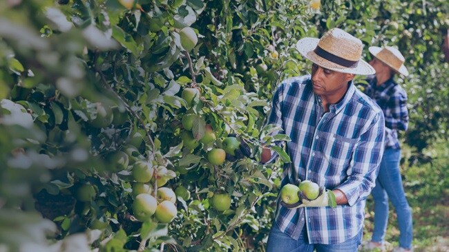 Three male harvesting apples from farm
