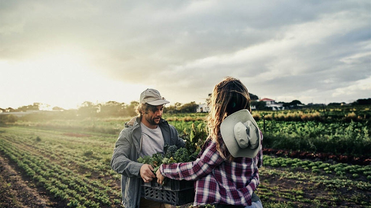 Two farmers exchange a crate of fresh vegetables in a field at sunset.