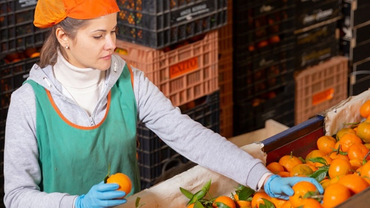 women selecting oranges