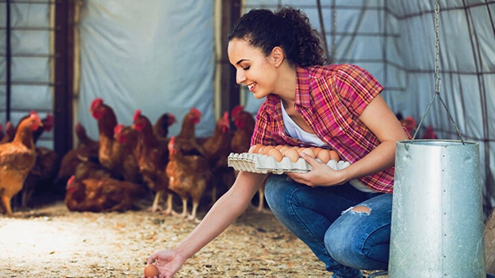 Proteínas y productos lácteos - Una mujer feliz recogiendo un huevo de una caja con gallinas al fondo.