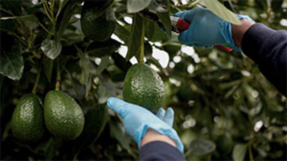 avocado picking